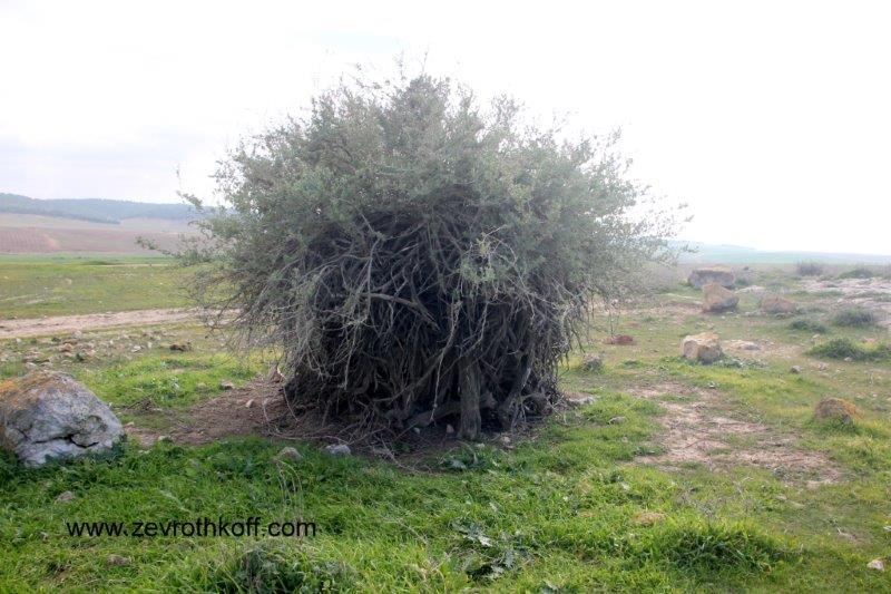 קובץ:148.jpg