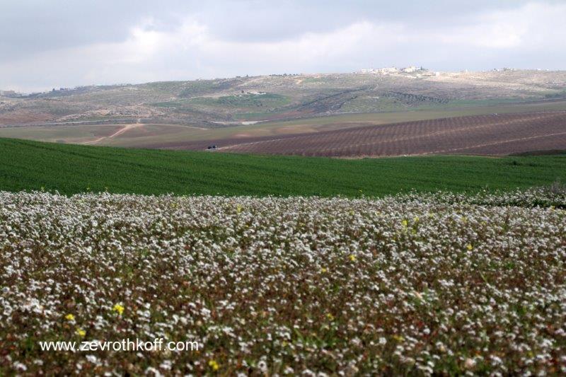 קובץ:151.jpg