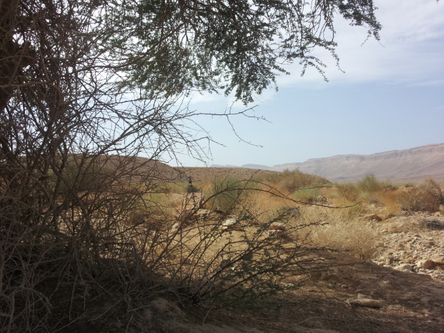 קובץ:2015.10.24-151124.475.android.jpg