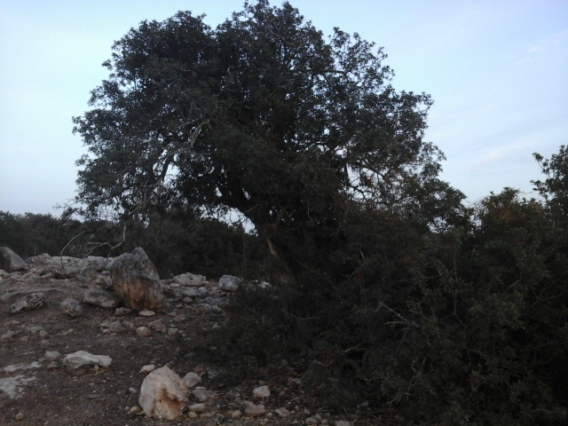 קובץ:2017.09.25-192335.211.android.jpg