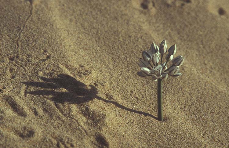קובץ:Allium sinaiticum 99.jpg