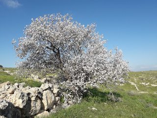 קובץ:DihNFTnm.jpg