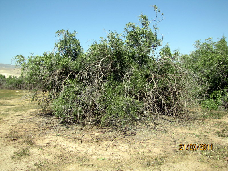 קובץ:Picture 524.jpg