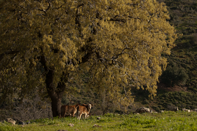 קובץ:Wadi khilazon tree.jpg
