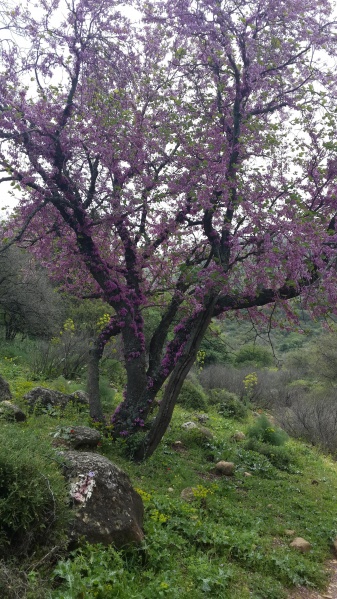 קובץ:2016.03.15-123725.799.android.jpg