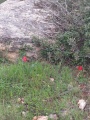 תמונה ממוזערת לגרסה מתאריך 14:01, 15 במרץ 2017