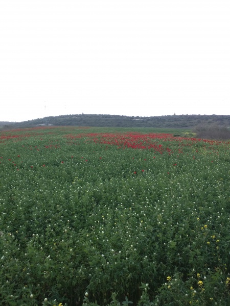 קובץ:2017.04.01-120221.026.android.jpg