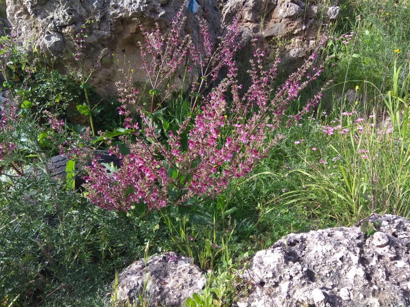 קובץ:2019.04.07-175003.719.android.jpg