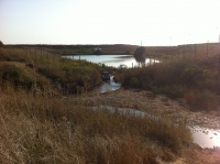 AgamK.JPG
