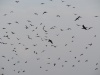 DSC01545.JPG