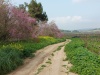 Judas tree.jpg